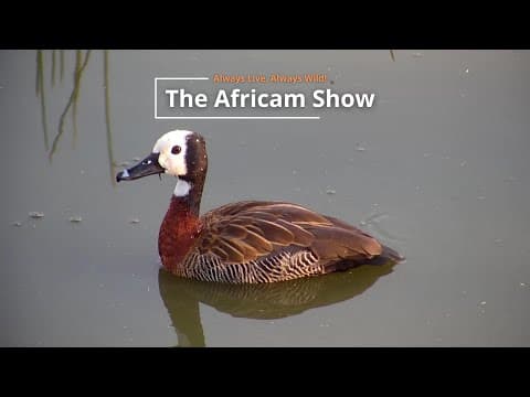 A New Year In The Wild | The Africam Show | January 7