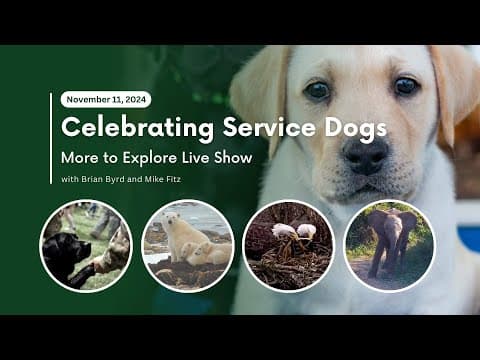 Celebrating Service Dogs | More to Explore Live Show
