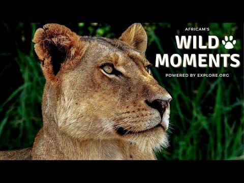 Wild Moments Show