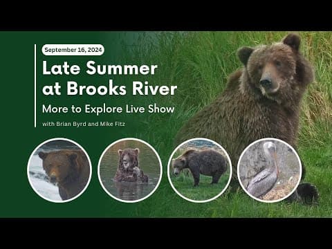 Late Summer at Brooks River | More to Explore Live Show