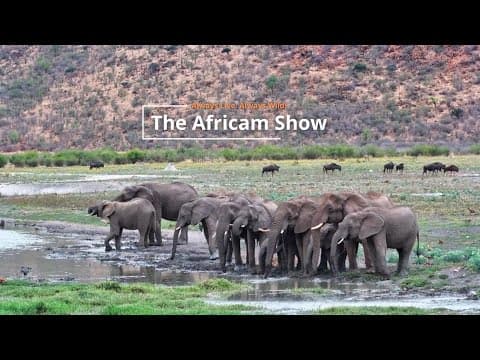 Elephants & Eagles | The Africam Show | November 11