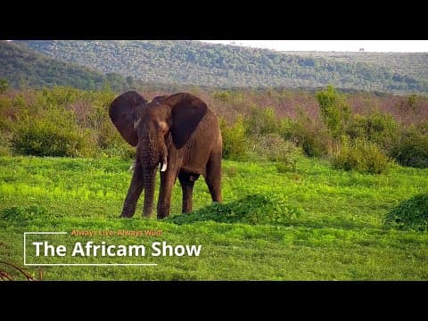 Elephants & Antelope | The Africam Show | January 21