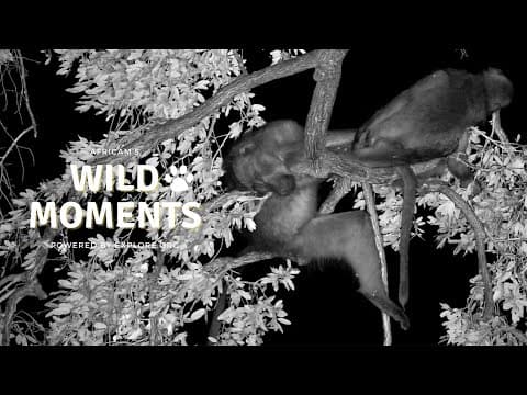 Sleepy Baboons, Playful Antelope & Bird Fights | Wild Moments