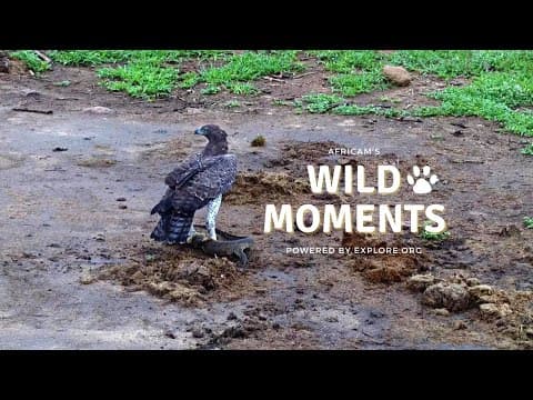 Martial Eagle Catches A Lizard | Wild Moments Show