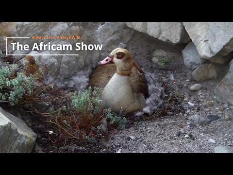 Birds & Zebra | The Africam Show | August 27