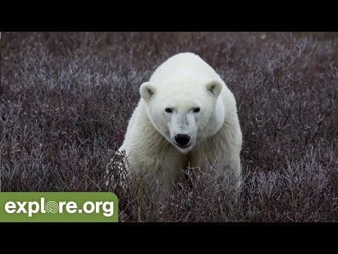 Polar Bears and Brown Bears - Live Chat