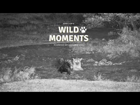 Nocturnal Activities | Wild Moments | January 30