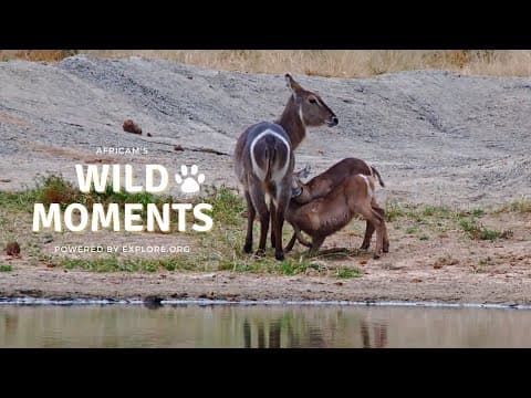 Crocodiles, Elephants And Twins | Wild Moments Show | March 28