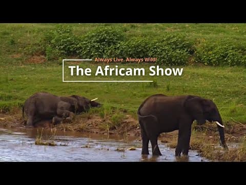 Hippos & Giraffe | The Africam Show