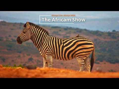 Zebras & Hippos | The Africam Show | January 27