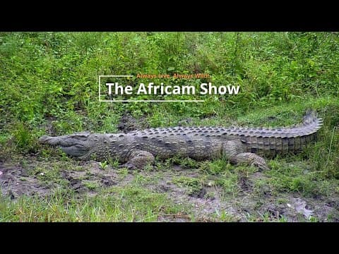 Crocodiles & Elephants | The Africam Show | April 15