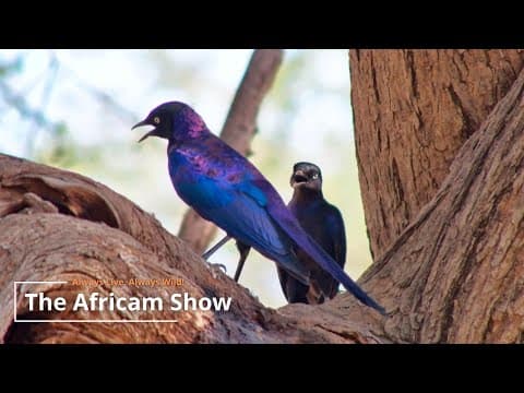 Birds & Big Animals | The Africam Show | March 18