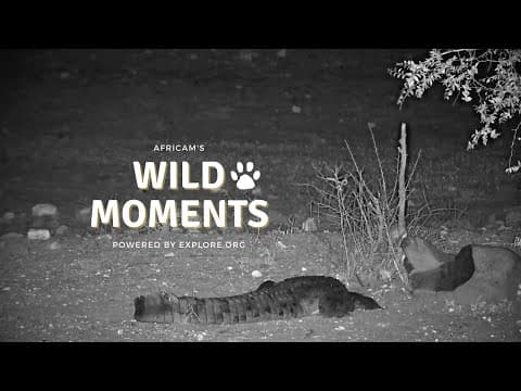 Wild Moments From 2023 | Wild Moments