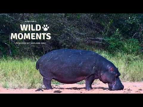 Hippos & Funny Interactions: Best Highlights of the Week (June 11) | Wild Moments