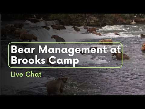 Bear Management at Brooks Camp | Brooks Live Chat
