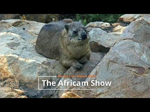 Crocodiles, Rock Hyrax and Elephants | The Africam Show
