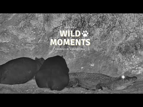 Hyena, Honey Badger & Cheetah | Wild Moments | August 7