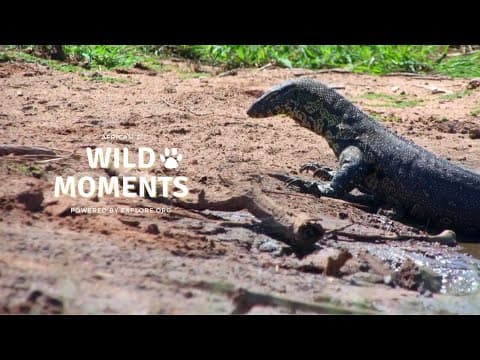 Playful Animals & Reptiles | Wild Moments | April 10