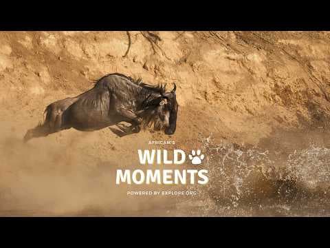 Behind The Scenes: Mara River Cameras (May 7) | Wild Moments