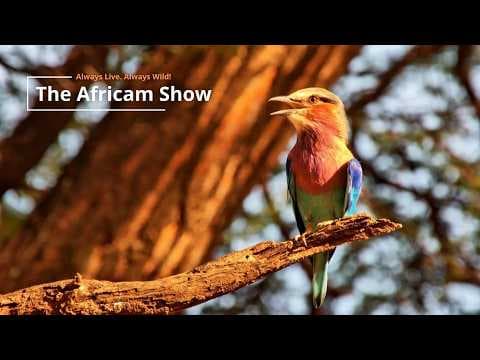 LIVE Virtual Safari Q&A (May 12) | The Africam Show