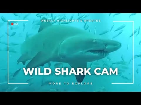 Wild Shark Cam | More to Explore