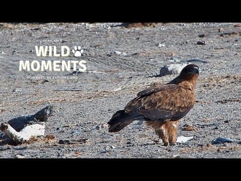 Birds, Hyena & Elephants | Wild Moments | November 14