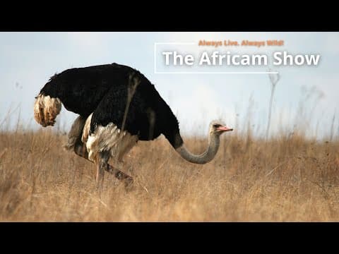 The Africam Show | 8.2.22