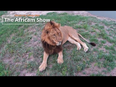 Animals At The Waterhole | The Africam Show | December 10