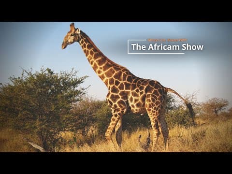 The Africam Show | 1.10.23