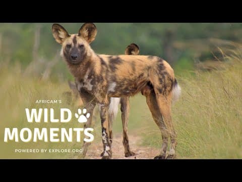 Wild Dogs and Elephants | Wild Moments Show 3.24.22