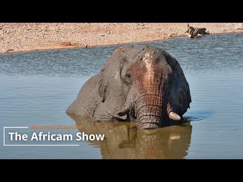 Elephants At The Waterhole | The Africam Show | November 5