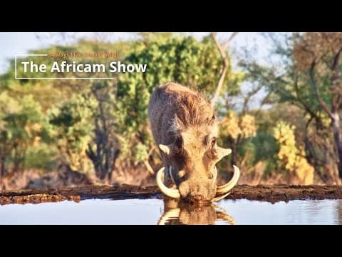 Hot Days At The Waterhole | The Africam Show | October 7