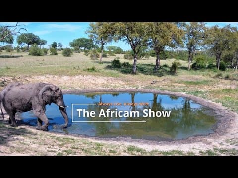 Elephants & Giraffe | The Africam Show | April 1
