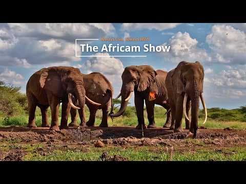 LIVE Virtual Safari Q&A (June 2): Elephants and Small Things | The Africam Show