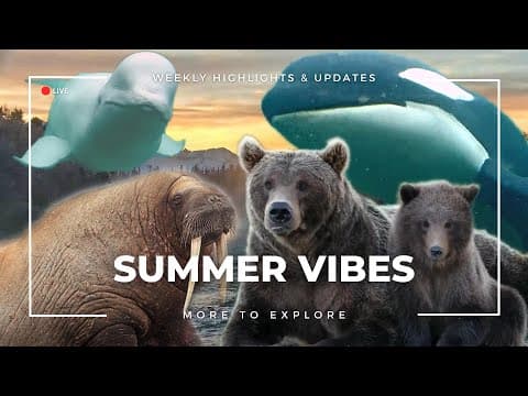 Summer Vibes | More to Explore