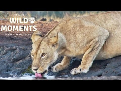 World Lion Day | Wild Moments | August 8