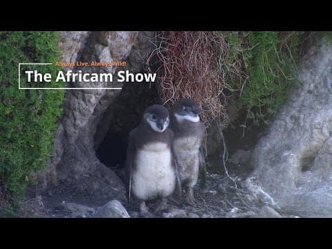Babies Growing Up | The Africam Show | June 24
