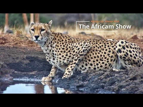 Spotted At The Waterholes | The Africam Show | September 2