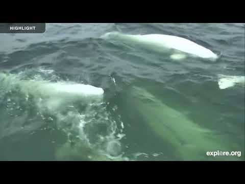 Beluga Boat Cam - On Deck 2024 | Highlights