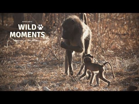 Wild Moments | 12.15.22