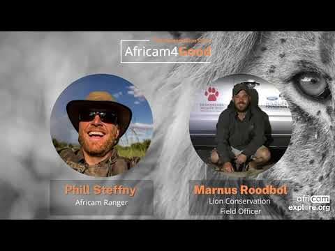 The Africam4Good Show | World Lion Day