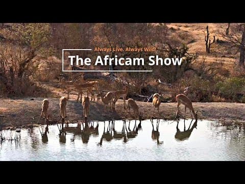 Antelope & Giraffe | The Africam Show
