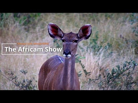 Antelope, Elephants And Giraffe | The Africam Show