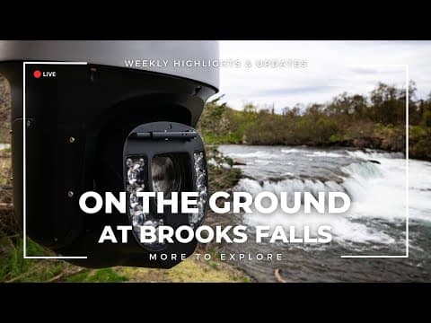 On the Ground at Brooks Falls | More to Explore