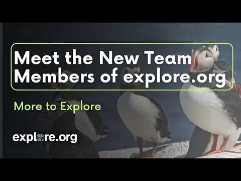 Meet the New Team Members of explore.org | More to Explore
