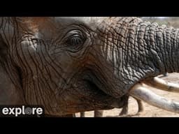 Dogs Detect Ivory at Nairobi Airport - Canines for Conservation