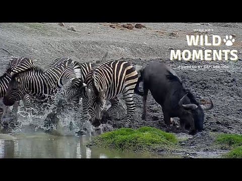 Wildest Moments 2024 | Wild Moments | December 12