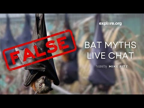Debunking Bat Myths! | Live Chat