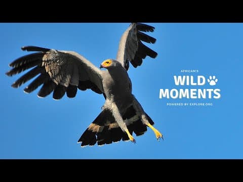Our Feathered Friends | Wild Moments