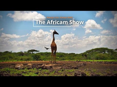 The Africam Show | 1.24.23